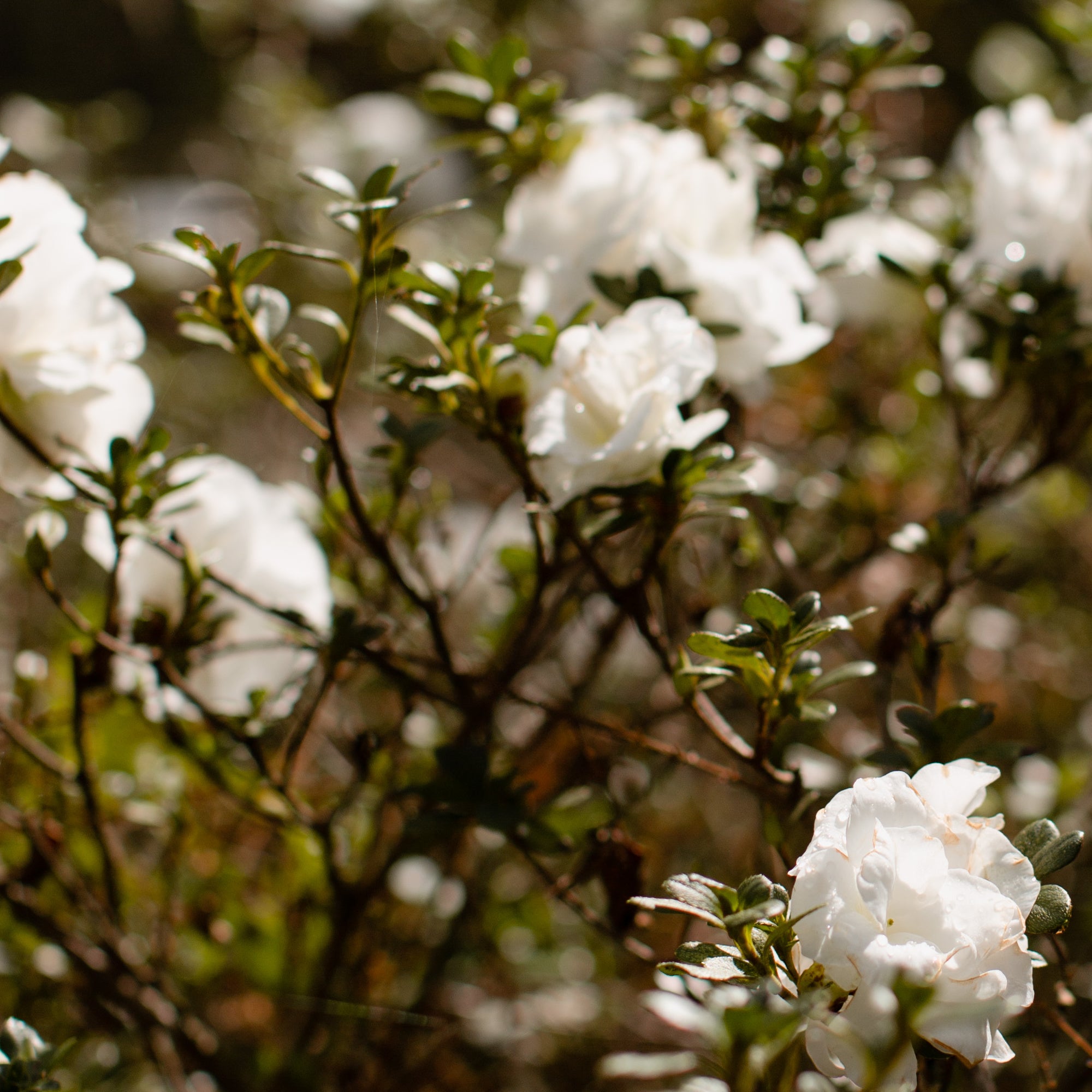 white-flower-bush