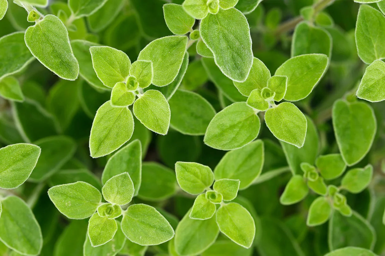 Organic Oregano Extract
